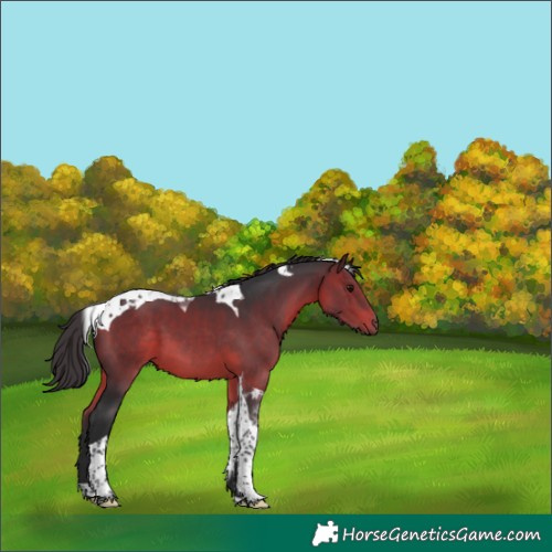 Horse Color:Brown Tobiano 