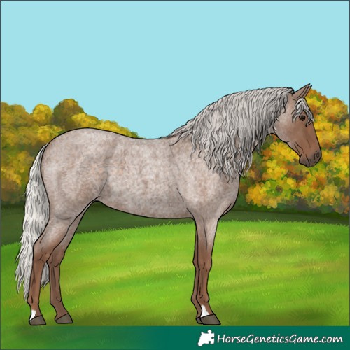 Horse Color:Silver Blue Roan