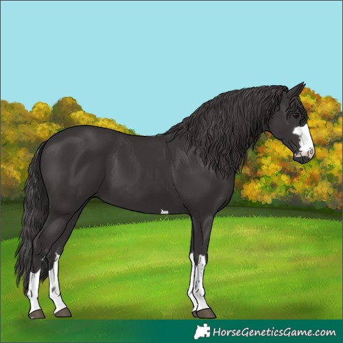 Horse Color:Smoky Black 