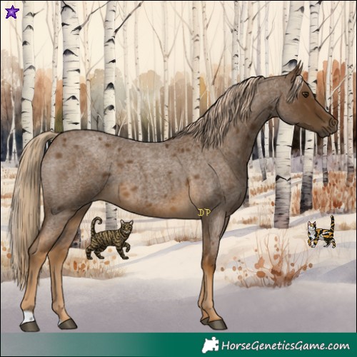 Horse Color:Chocolate Palomino Roan 