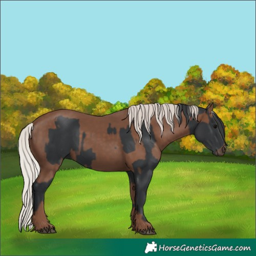 Horse Color:Black  and Silver Black 
