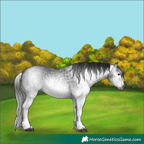 Horse Color:Gray White Spotted Black  and Gray White Spotted Black 
