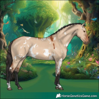 Horse Color:White Spotted Bay Dun Rabicano