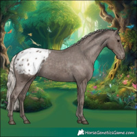 Horse Color:Silver Black Appaloosa 