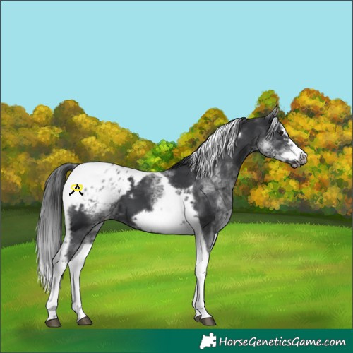 Horse Color:White Spotted Black Splash Tobiano Frame Appaloosa