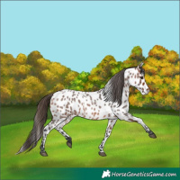 Horse Color:Bay Roan Near Leopard