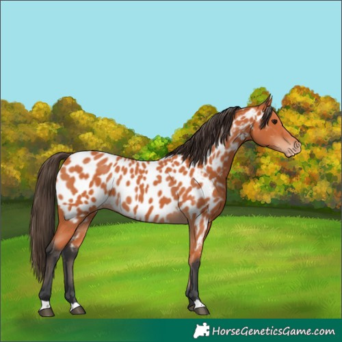Horse Color:Bay Appaloosa 