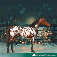 Horse Color:Bay Near Leopard 