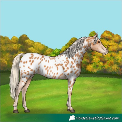 Horse Color:Chestnut Appaloosa 