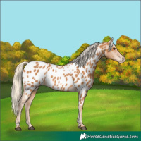 Horse Color:Chestnut Appaloosa 