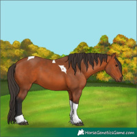 Horse Color:Bay Tobiano 