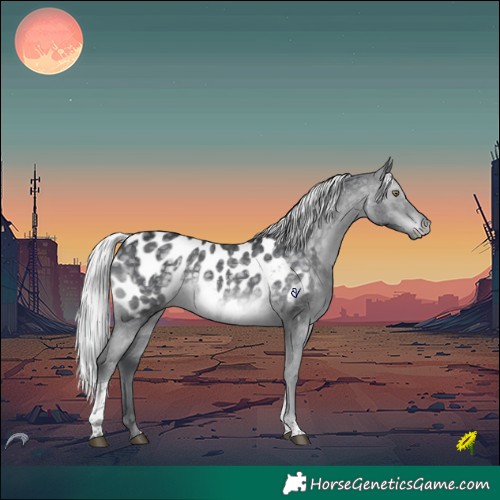 Horse Color:Silver Black Chinchilla Tobiano Appaloosa 