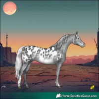 Horse Color:Silver Black Chinchilla Tobiano Blanket