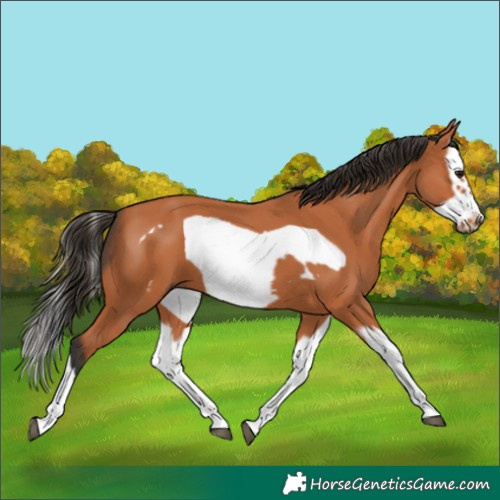 Horse Color:Bay Splash Frame and Bay Splash Frame