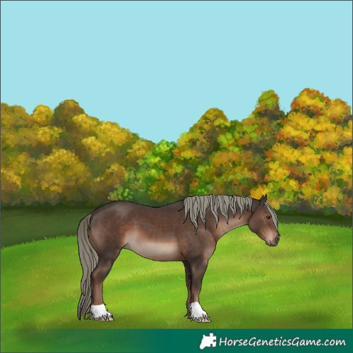 Horse Color:Liver Chestnut Mushroom 
