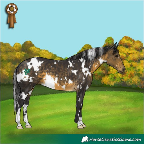 Horse Color:White Spotted Buckskin 