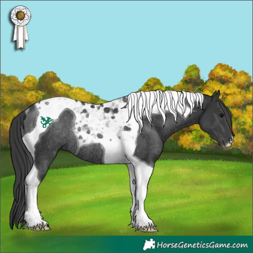 Horse Color:Black Tobiano Rabicano 