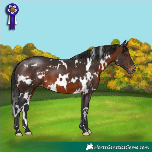 Horse Color:White Spotted Brown Appaloosa 