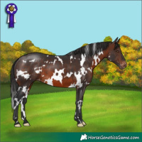 Horse Color:White Spotted Brown Varnish 