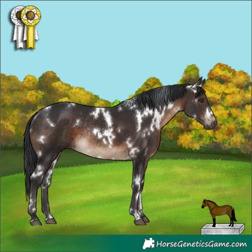 Horse Color:White Spotted Brown Rabicano 