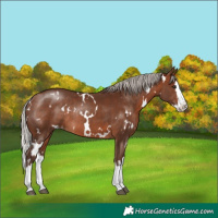 Horse Color:White Spotted Silver Brown Splash Varnish Rabicano 