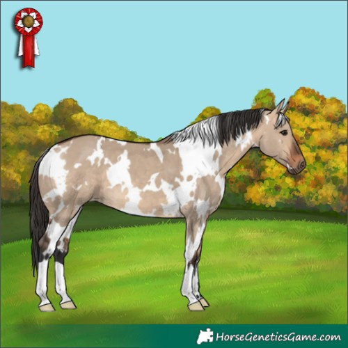 Horse Color:White Spotted Bay Dun 
