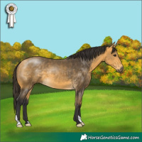 Horse Color:Buckskin