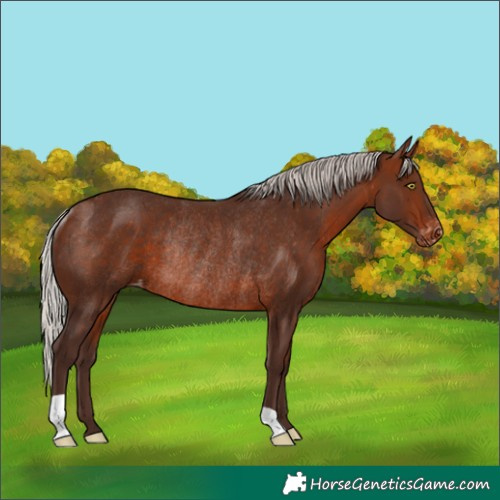 Horse Color:Silver Brown Appaloosa Rabicano 