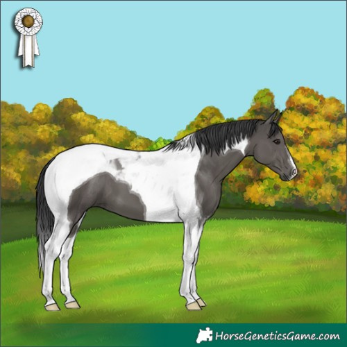 Horse Color:Black Tobiano 
