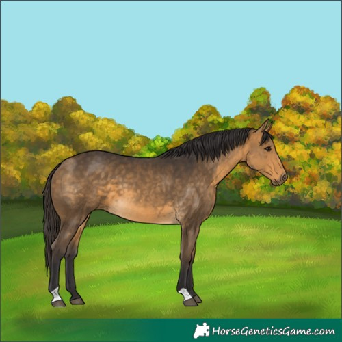 Horse Color:Buckskin 