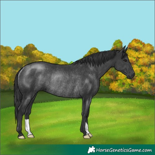 Horse Color:Black Rabicano 