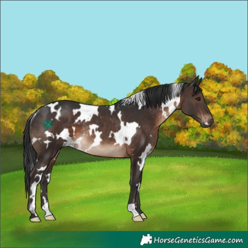 Horse Color:White Spotted Brown Rabicano 