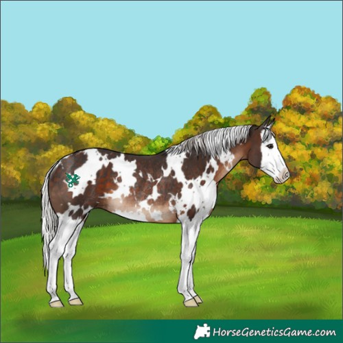 Horse Color:White Spotted Silver Brown Splash Rabicano