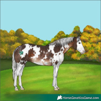 Horse Color:White Spotted Silver Brown Splash Rabicano