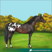 Horse Color:Brown Blanket 