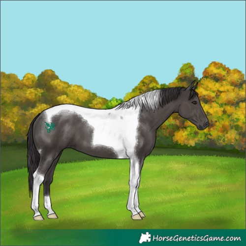 Horse Color:Smoky Black Tobiano 