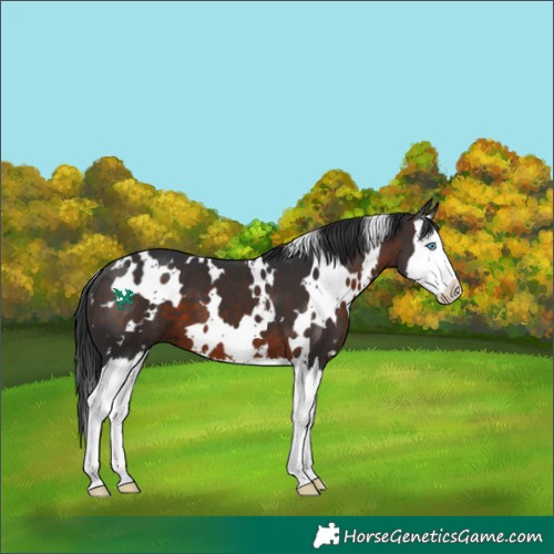 Horse Color:White Spotted Brown Splash