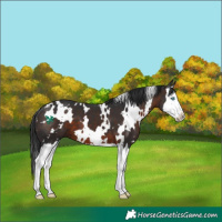 Horse Color:White Spotted Brown Splash