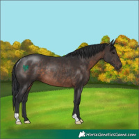 Horse Color:Brown Rabicano