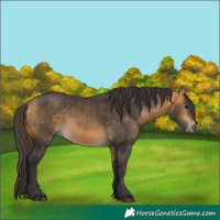 Horse Color:Buckskin 