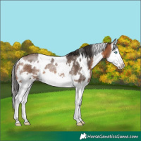 Horse Color:White Spotted Bay Splash Rabicano