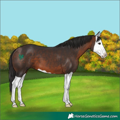 Horse Color:Bay Splash 