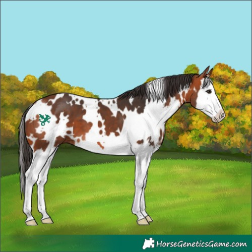 Horse Color:White Spotted Bay Splash 