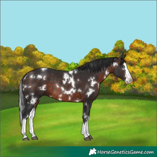 Horse Color:White Spotted Brown Splash Rabicano