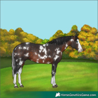 Horse Color:White Spotted Brown Splash Rabicano