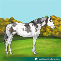 Horse Color:White Spotted Brown Splash Rabicano