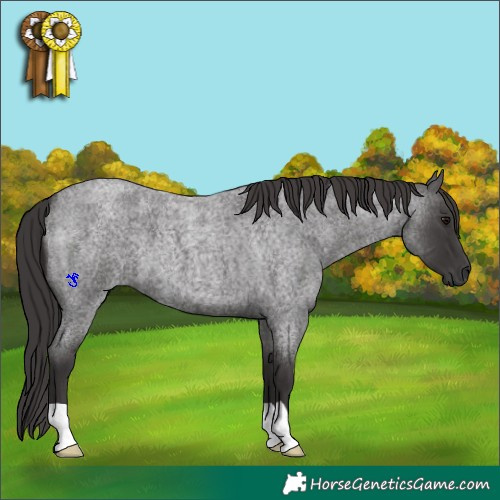 Horse Color:Smoky Blue Roan 