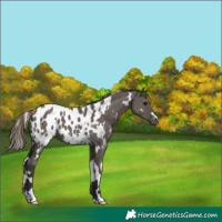 Horse Color:White Spotted Smoky Grullo Appaloosa 
