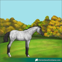 Horse Color:Smoky Blue Roan