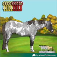Horse Color:White Spotted Smoky Blue Roan Appaloosa 